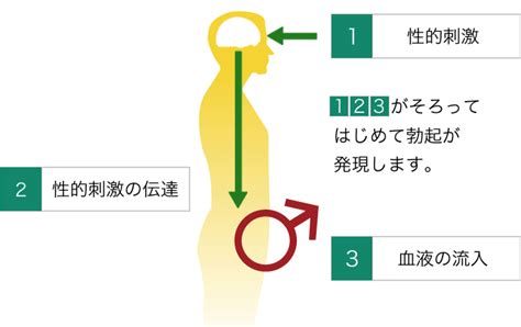 男 立た ない|性欲はあるのに、勃起しなくなってしまった｜ED｜勃起障害｜ .